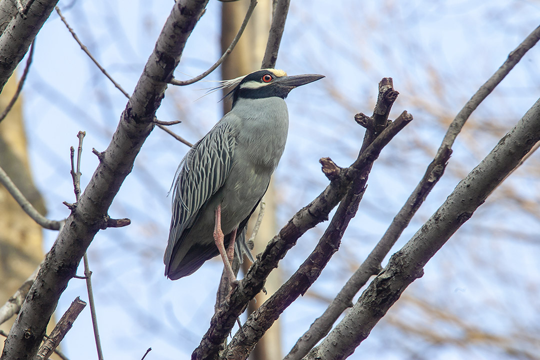 Yel_Crwn_NH_v1_Y9F9864