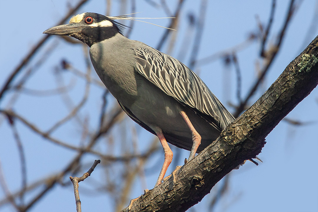 Yel_Crwn_NH_v1_Y9F9902