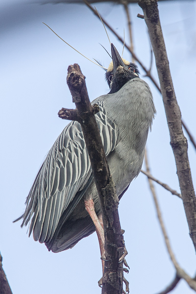 Yel_Crwn_NH_v2_Y9F0005-2