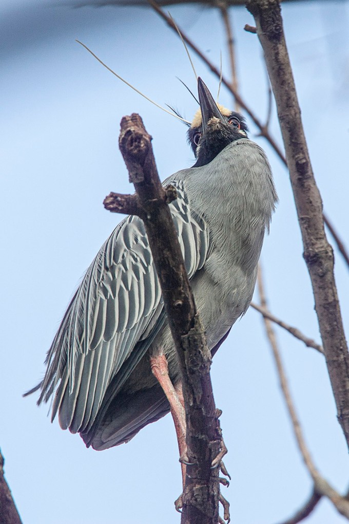 Yel_Crwn_NH_v2_Y9F0005-2