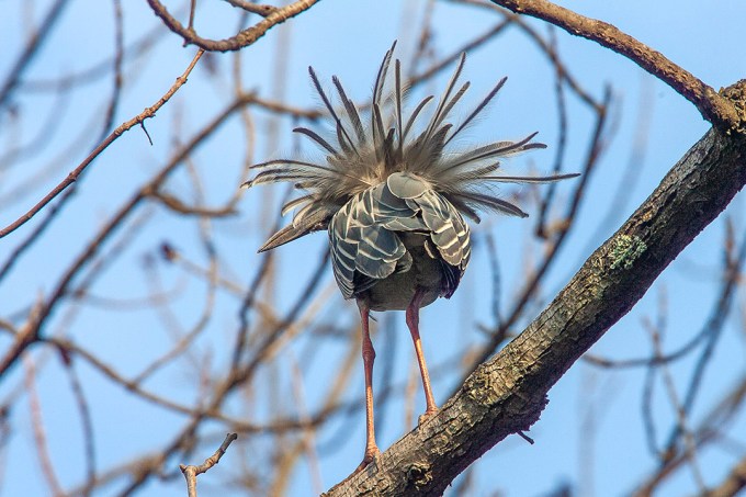 Yel_Crwn_NH_v2_Y9F9899