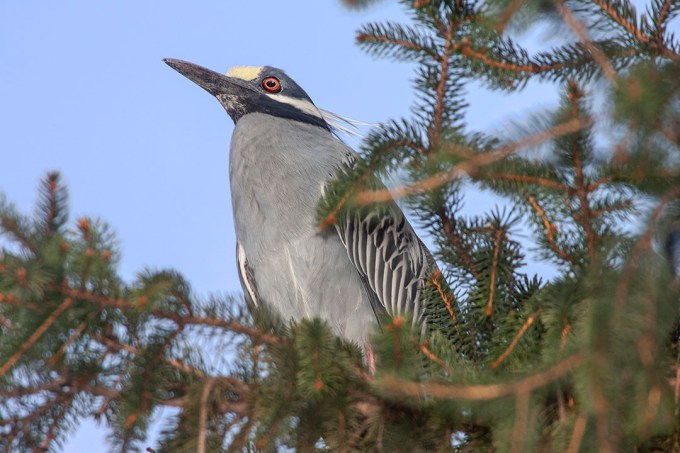 Yel_Crwn_NH_v3_Y9F9741