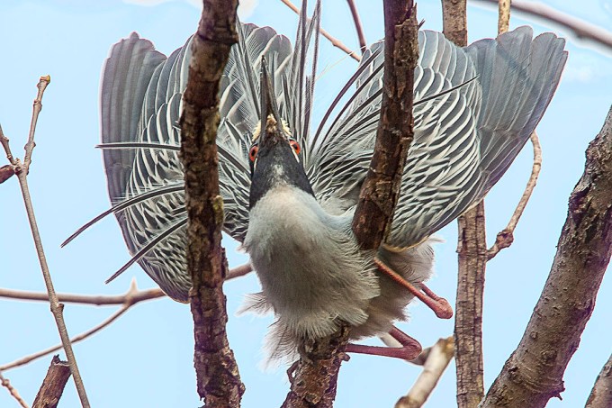 Yellow-cowned_NH_v2_Y9F0115