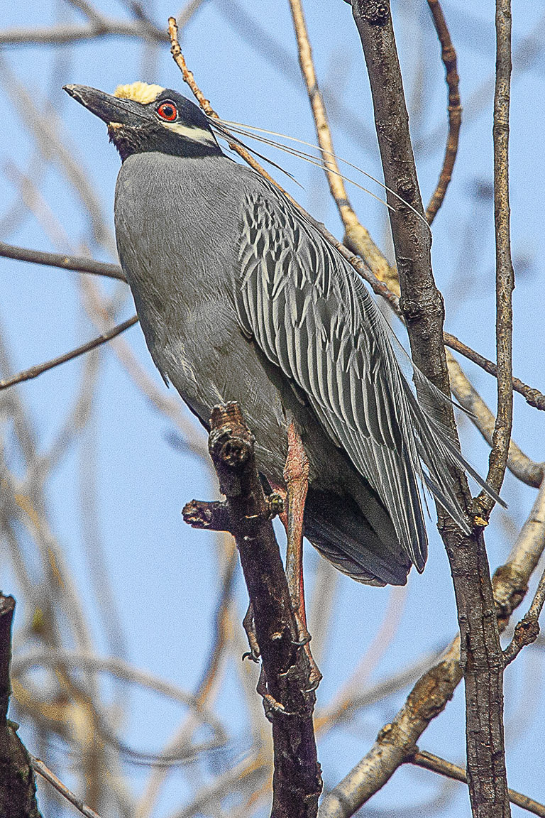 Yellow-crowned_NH_v1_Y9F0157