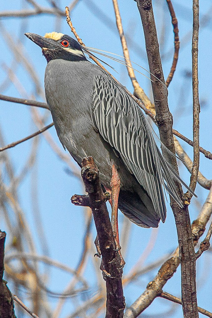 Yellow-crowned_NH_v1_Y9F0157