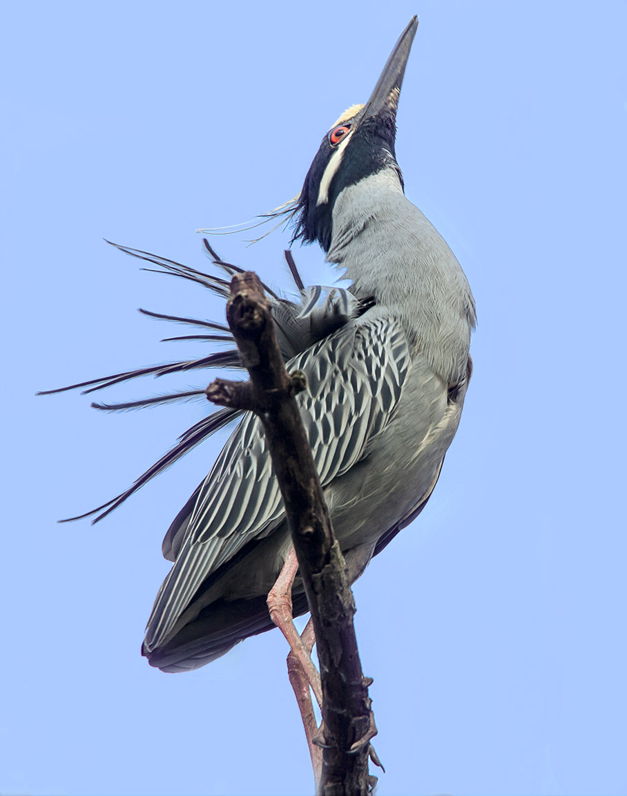 Yellow-Crowned_NH_v1E_fix_Y9F0038