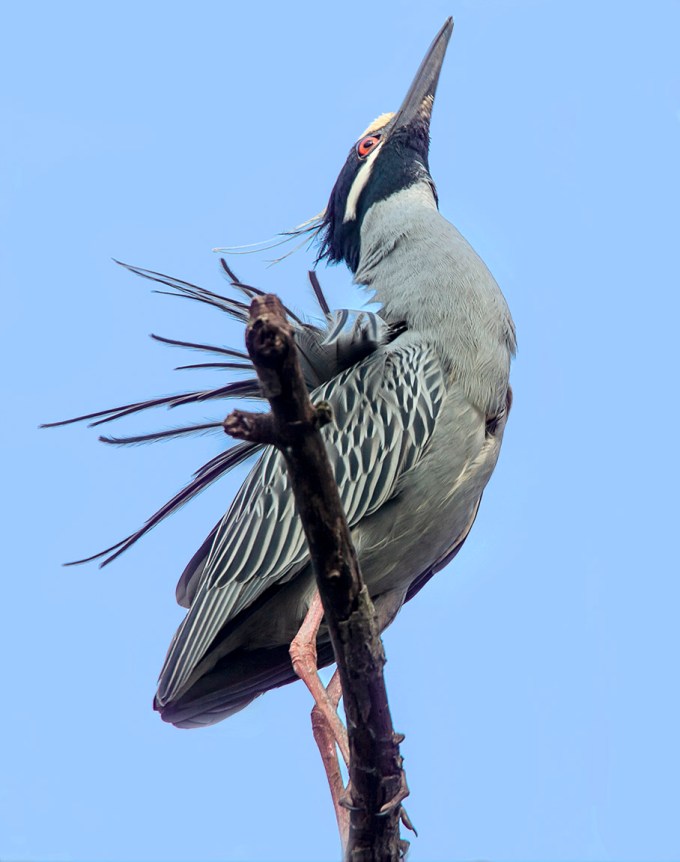 Yellow-Crowned_NH_v1E_fix_Y9F0038