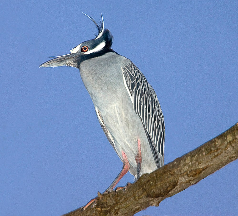 Yellow-crownedNH_v3_Y9F9718