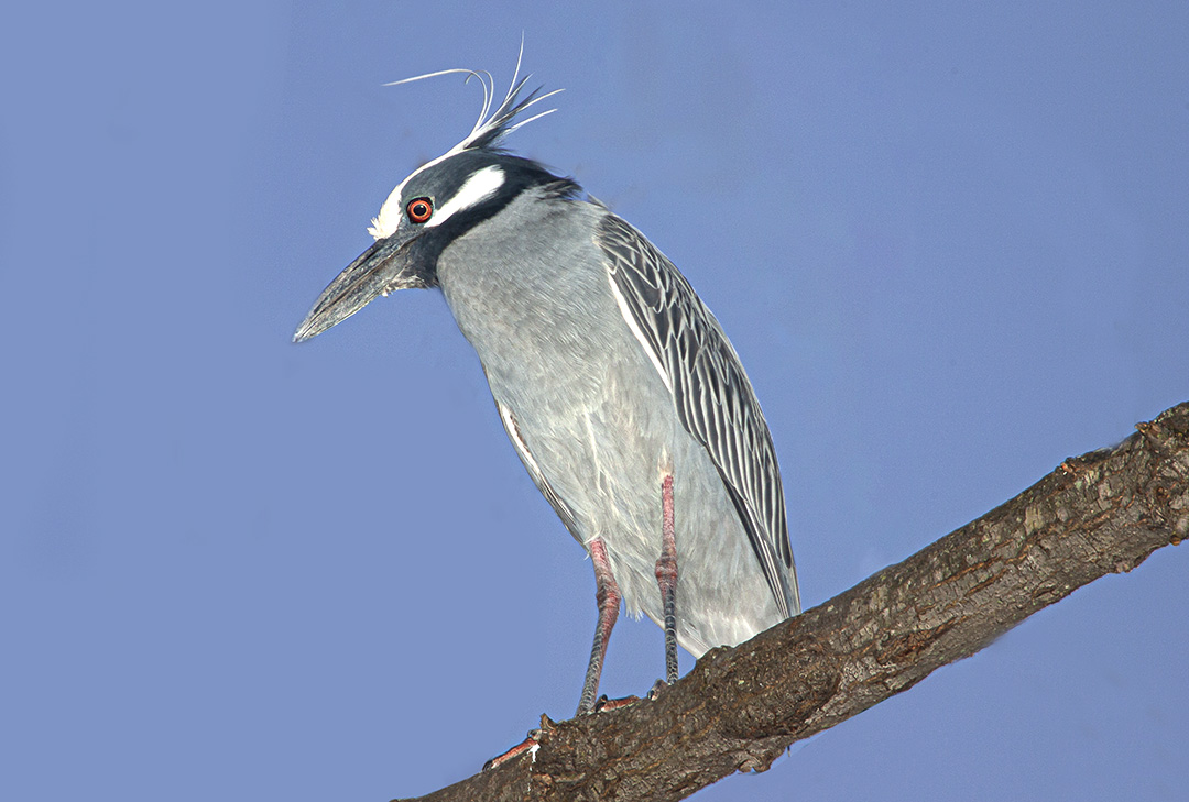 Yellow_Crowned_NH v1aa_400mm_1_4x_Y9F9713