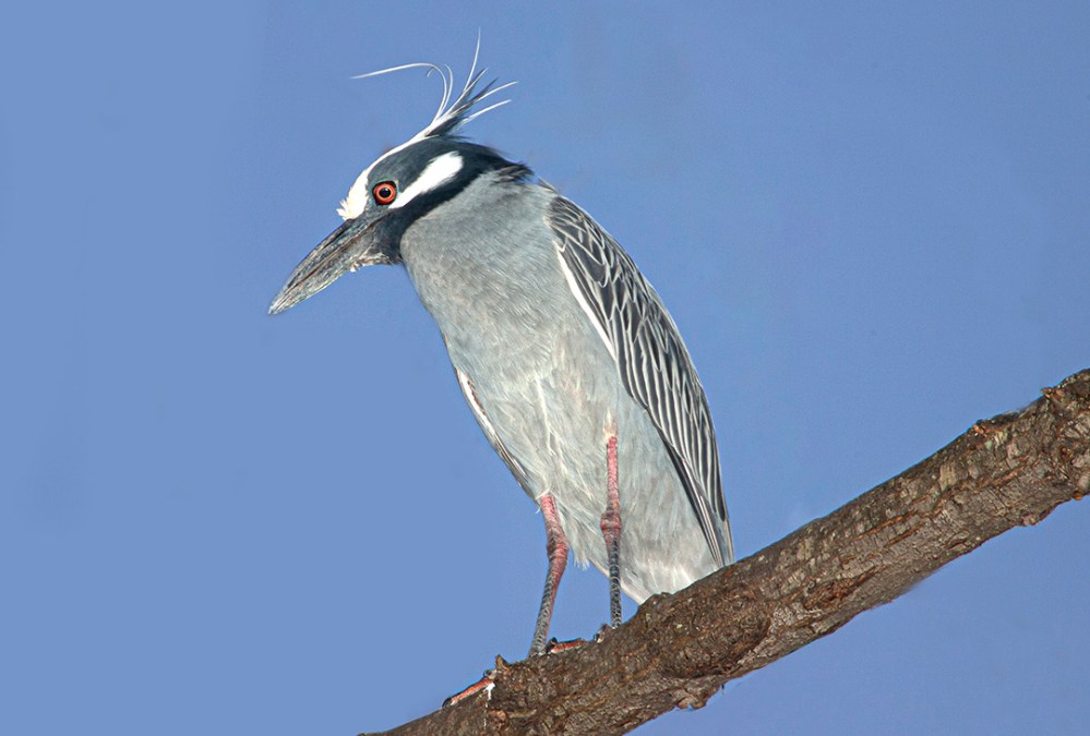 Yellow_Crowned_NH v1aa_400mm_1_4x_Y9F9713