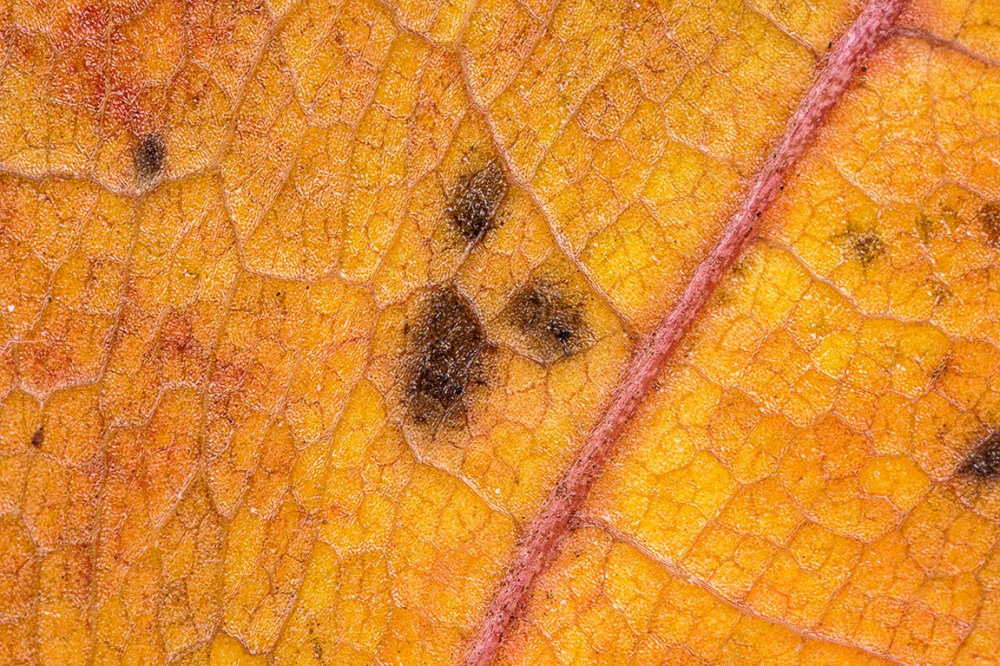 5x_MPE_f11_65mm_MP-E_76A1455