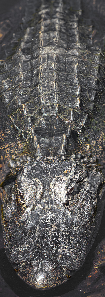 Alligator_2img vert_pano_v2_400mmUntitled-1