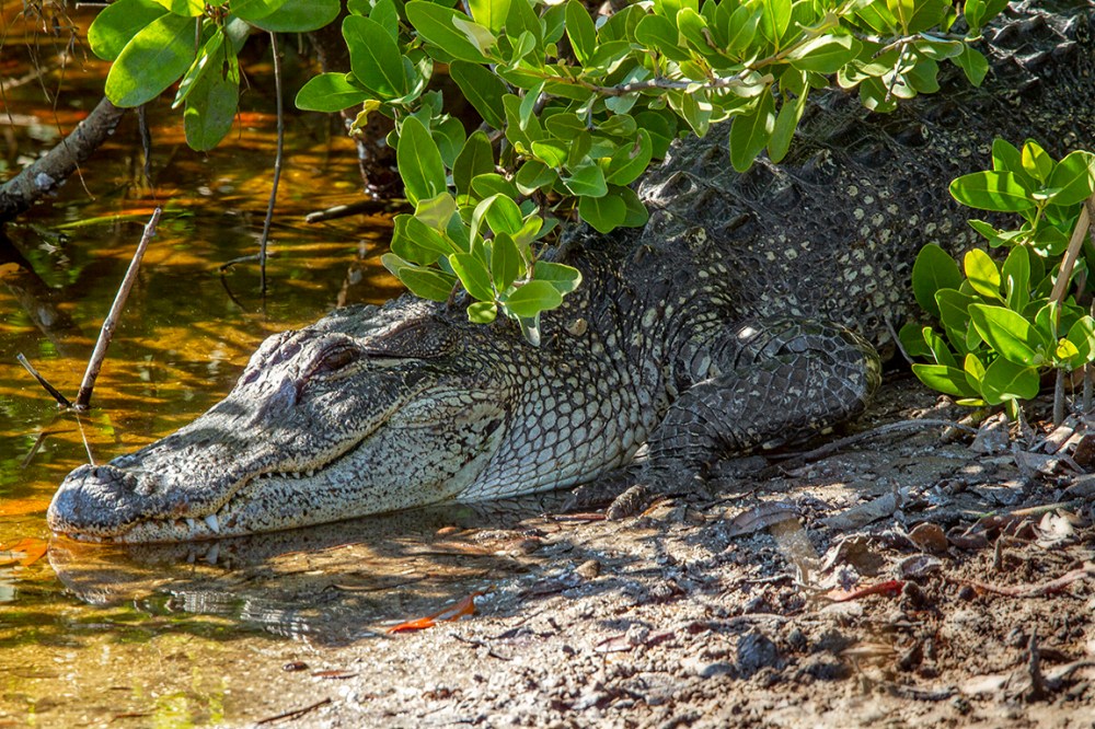 Alligator_FL 400mm v1_MG_1958
