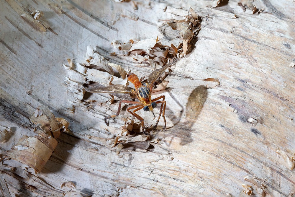 Bug 100mm_macro_6_sht_f14_v1 copy