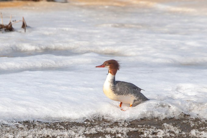Common_Merganser_in_Snow_v3_Brig_400mm_MG_3689 copy