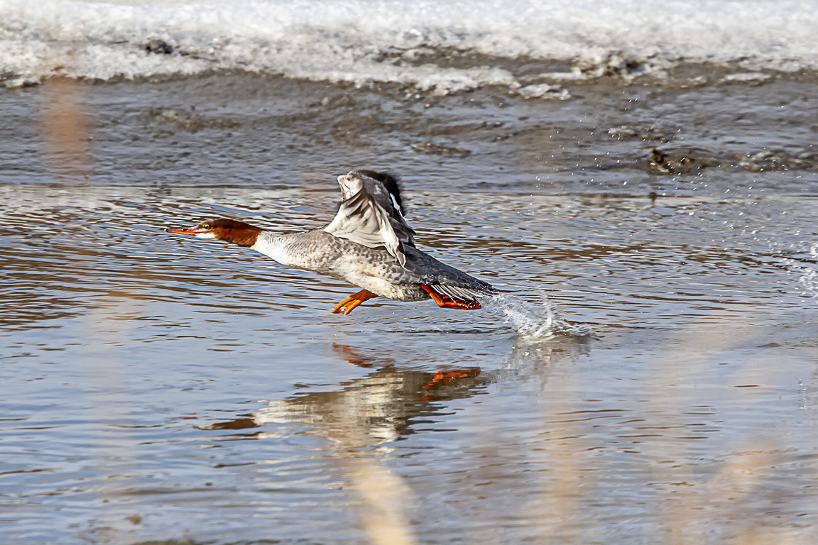 Common_Merganser_T_Off_v2_12_09_400mm_MG_3697 copy