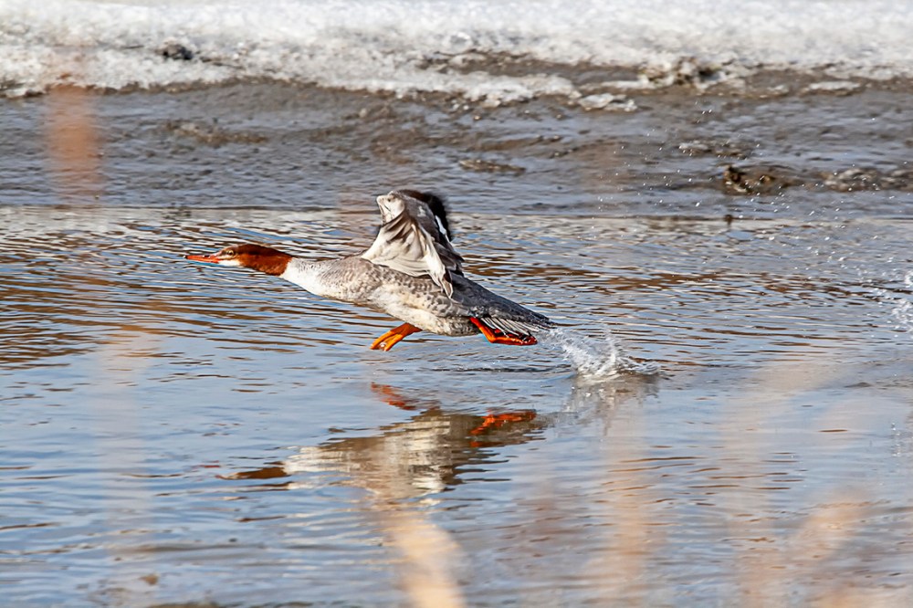Common_Merganser_T_Off_v2_12_09_400mm_MG_3697 copy