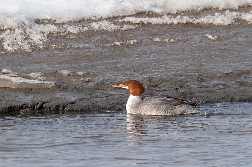 Common_Merganser_v2_Brig_400mmDO_20D_Brig_MG_3676