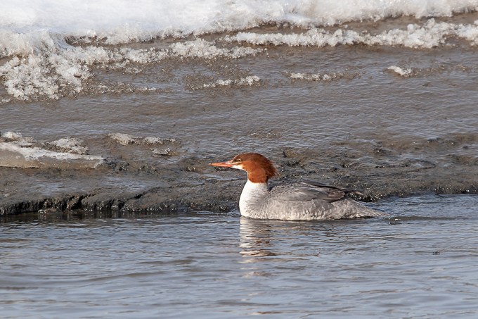 Common_Merganser_v2_Brig_400mmDO_20D_Brig_MG_3676