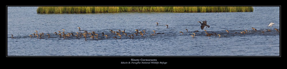 Comorants 90 vf new 7_43G3856 copy