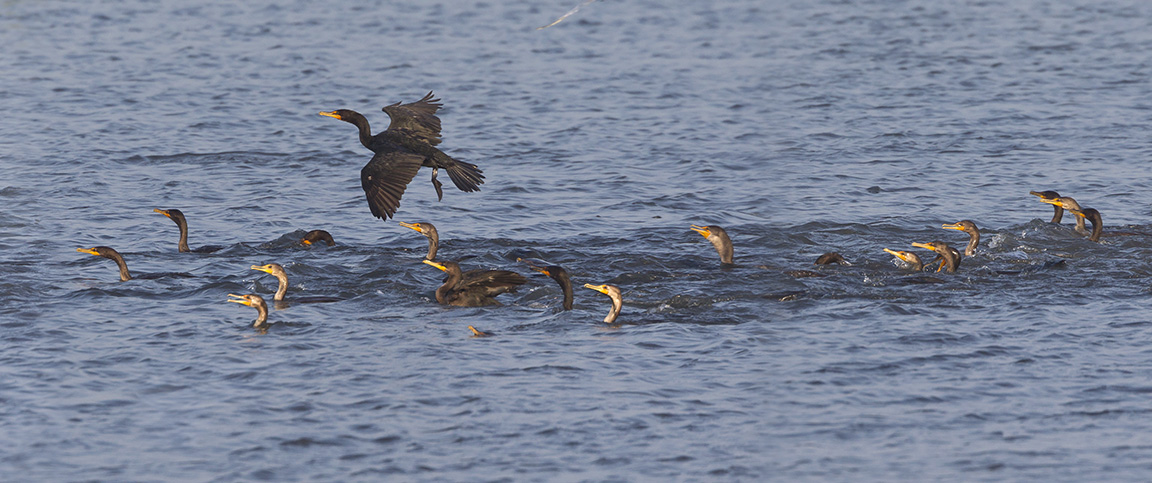 Comorants 90 vf4 sectA