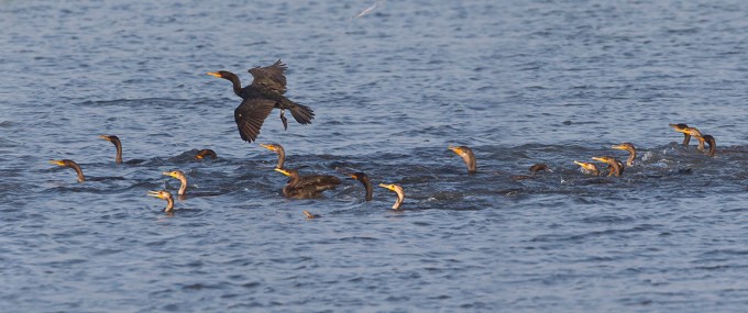 Comorants 90 vf4 sectA