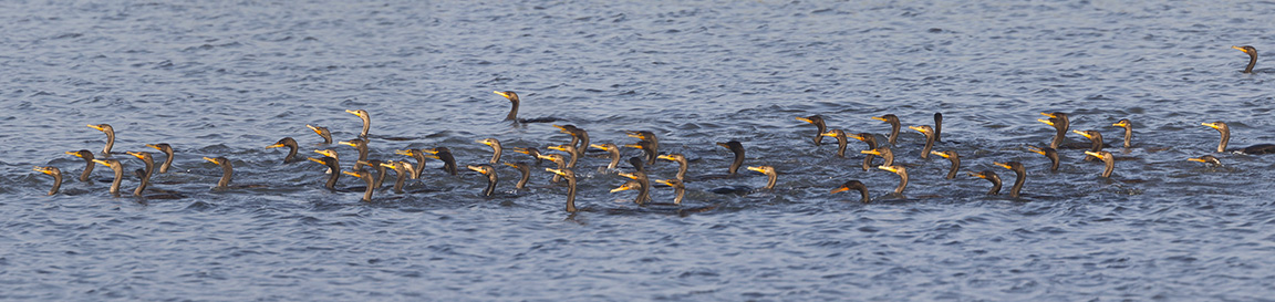 Comorants 90 vf4 sectAA