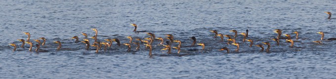 Comorants 90 vf4 sectAA