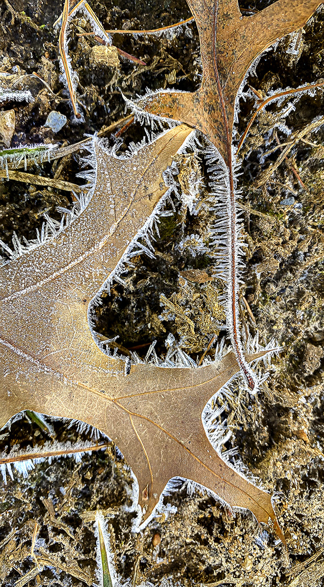 Frost B_2img iP11_6mm_16x9_pano v1