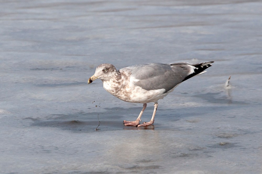Gull_on_ice_v2_MG_3638