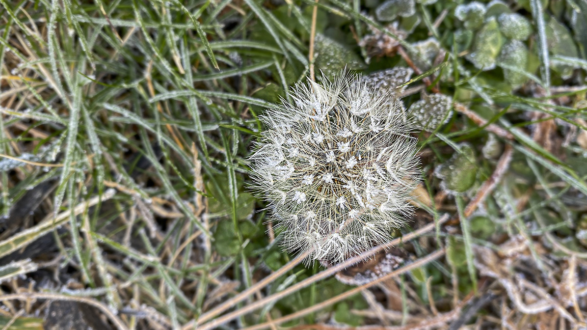 Hoar_Frost Dandelion_v1_IP11_Pro_4_3mm_16x9_IMG_1291