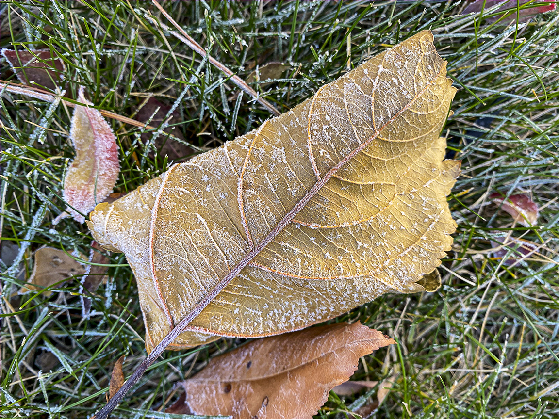 Hoar_Frost_v1_IP_11_4_3mm_v1_IMG_1327