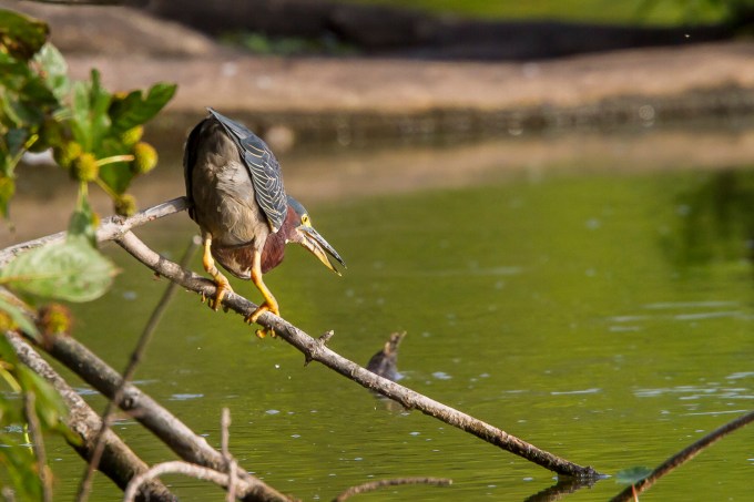 Little_Green_heron_v1_cf_MG_0143