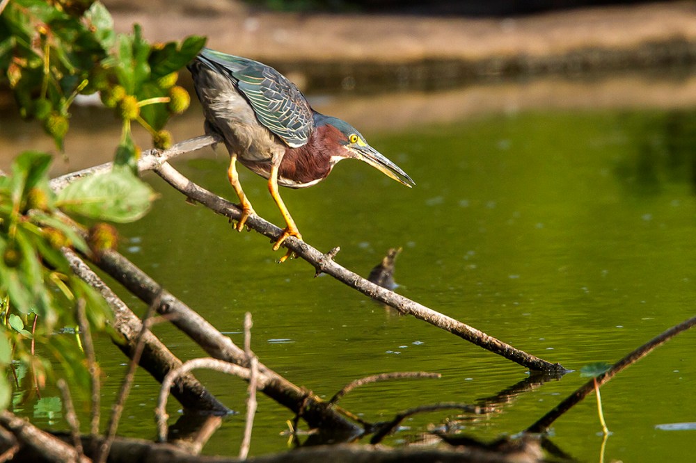 Little_Green_Heron_v2_7D_400mm_1_4X_MG_0155