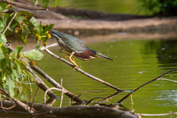 Little_Green_heron_v4_cf_MG_0180 copy