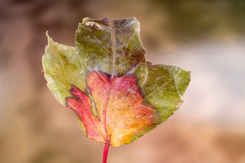Macro test leaf_v1_76A1506