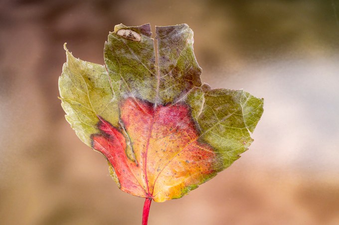 Macro test leaf_v1_76A1506