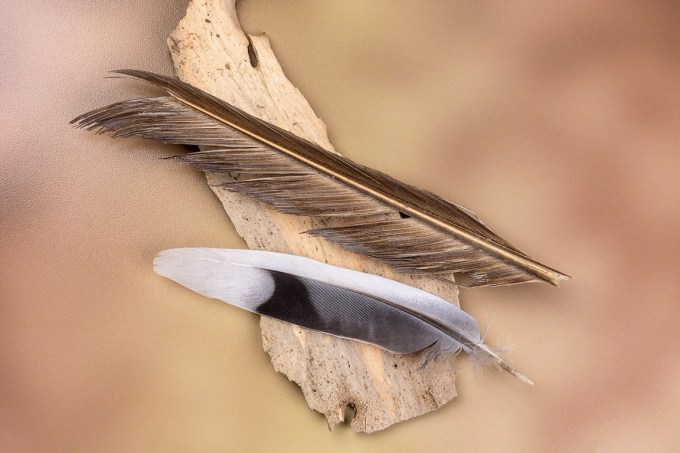 Macro_100mm f14 v1_76A1415