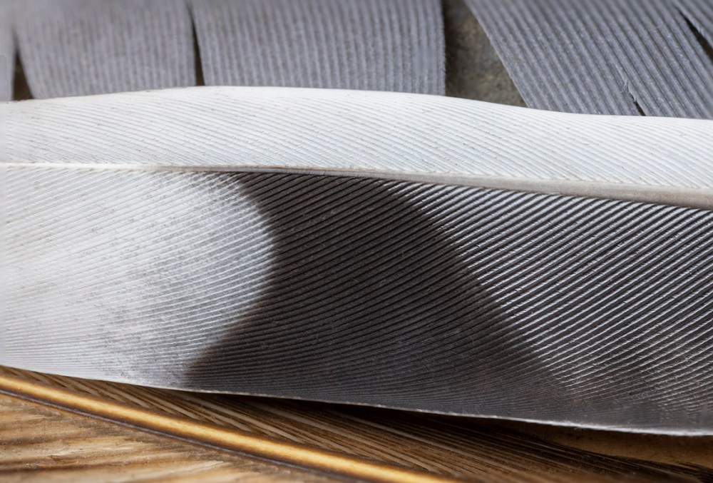 Macro_100mm f16 4img stk_v1