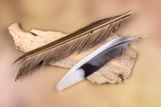 Macro_100mm_f14_v2_76A1413-2