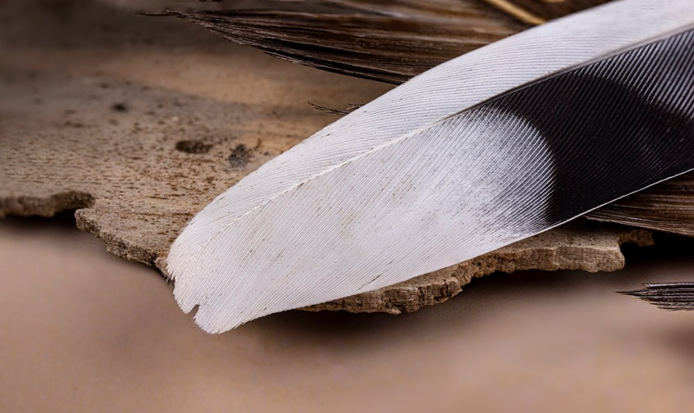 Macro_100mm_f16_8img stk_pano_v2