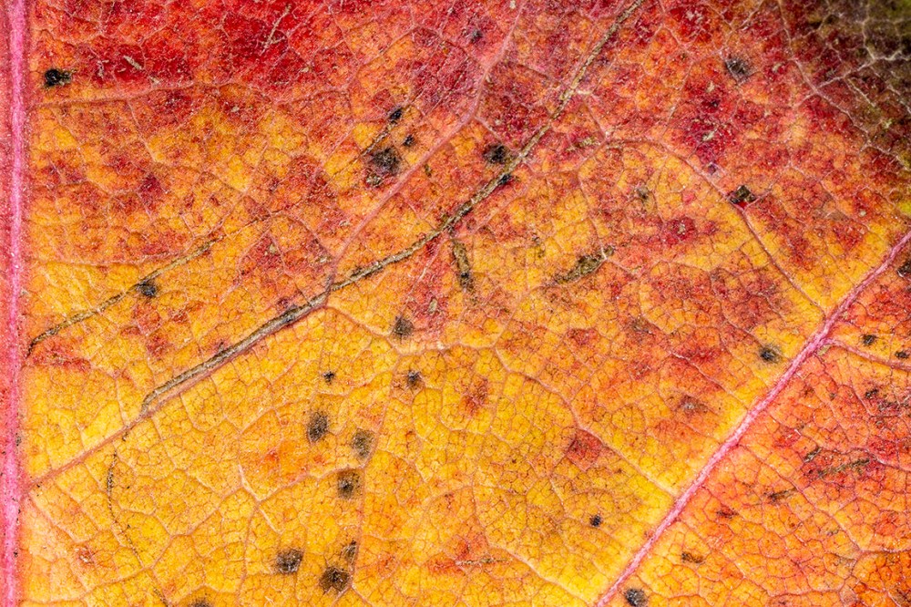 MP-65_1img_5X_f1676A1470