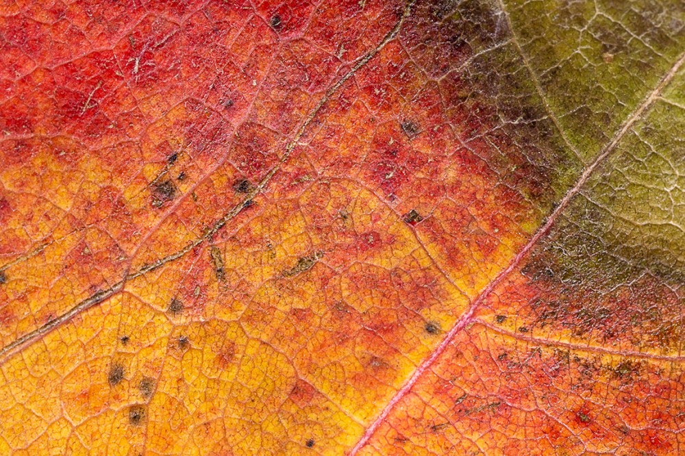 MP-E 1X_MP-E65_f11_76A1446