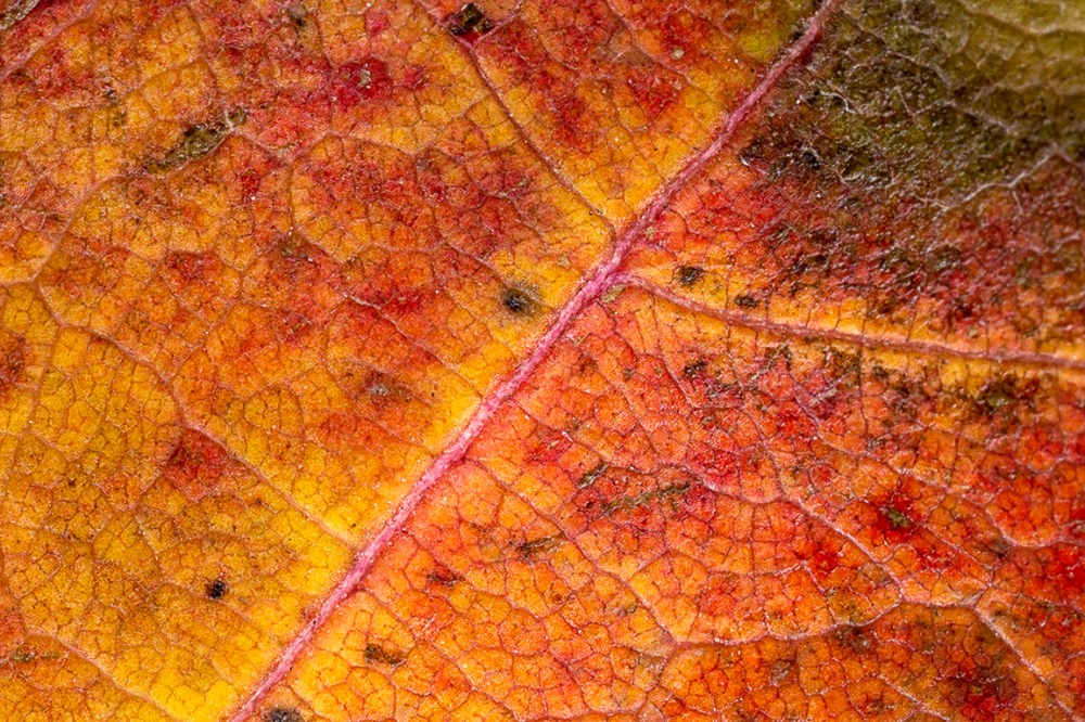 MP-E 65_f11_leaf_4X_76A1448