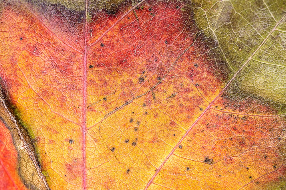 MP_65_2img_f16_76A1471