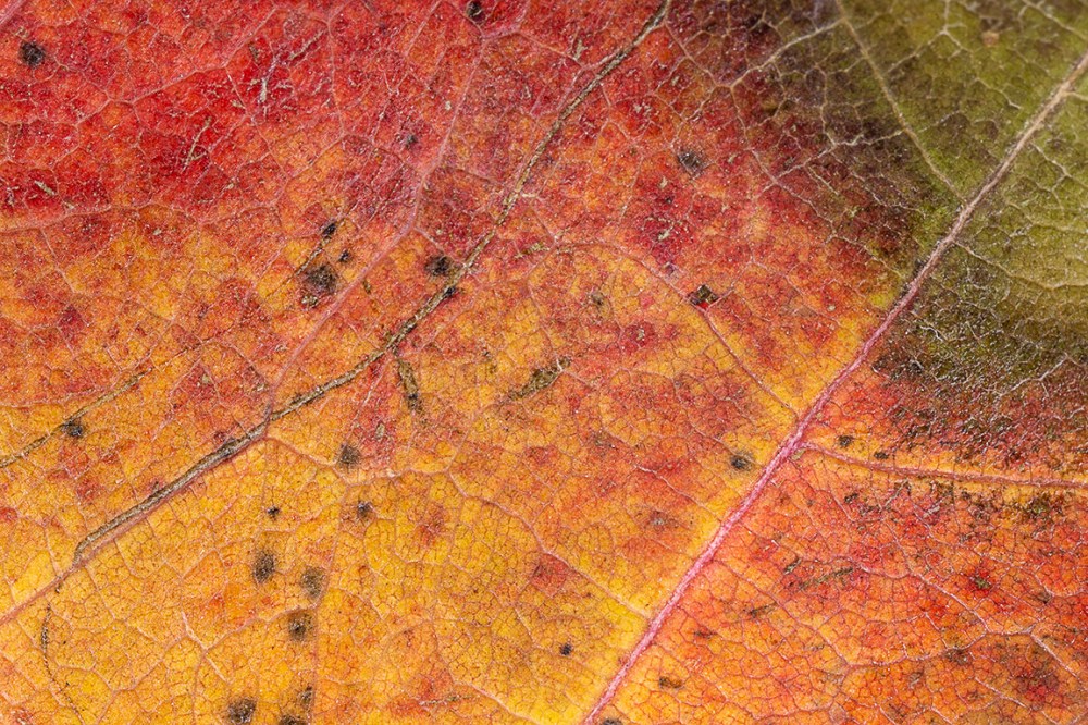 MP_E65_leafV1f 16_76A1481