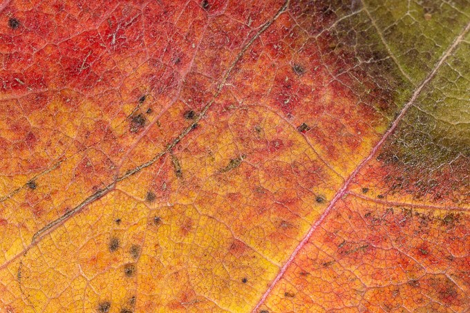 MP_E65_leafV1f 16_76A1481