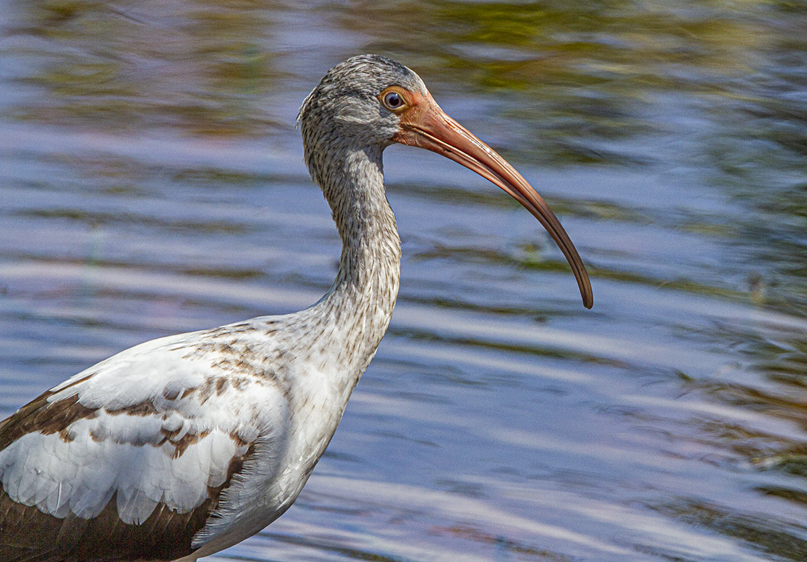 Whit_Ibis_Immat_v2_MG_1930
