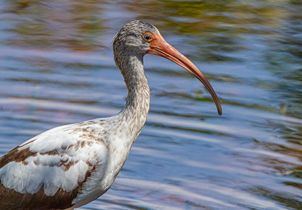 Whit_Ibis_Immat_v2_MG_1930