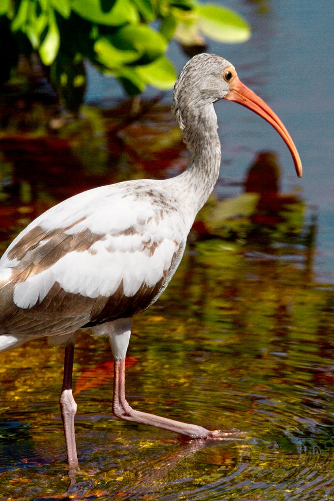 Whit_Ibis_immature_v1_MG_1929